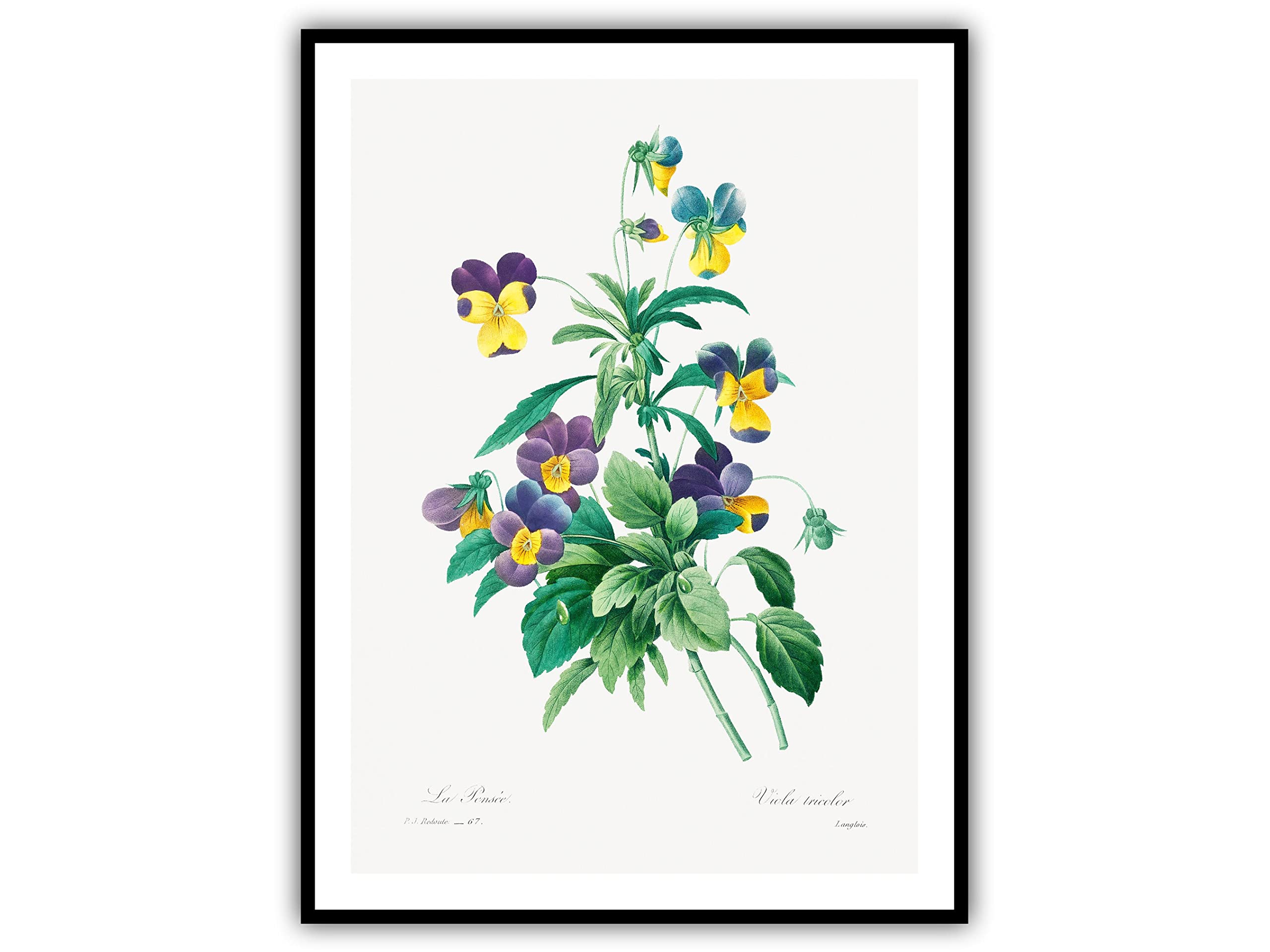 Loyience Printable Wild Pansy Flower Wall Art Poster - 12x16 Inch Frameless Botanical Print for Home Decor, Living Room & Dining Room - Perfect for Modern Interior Design & Housewarming Gifts