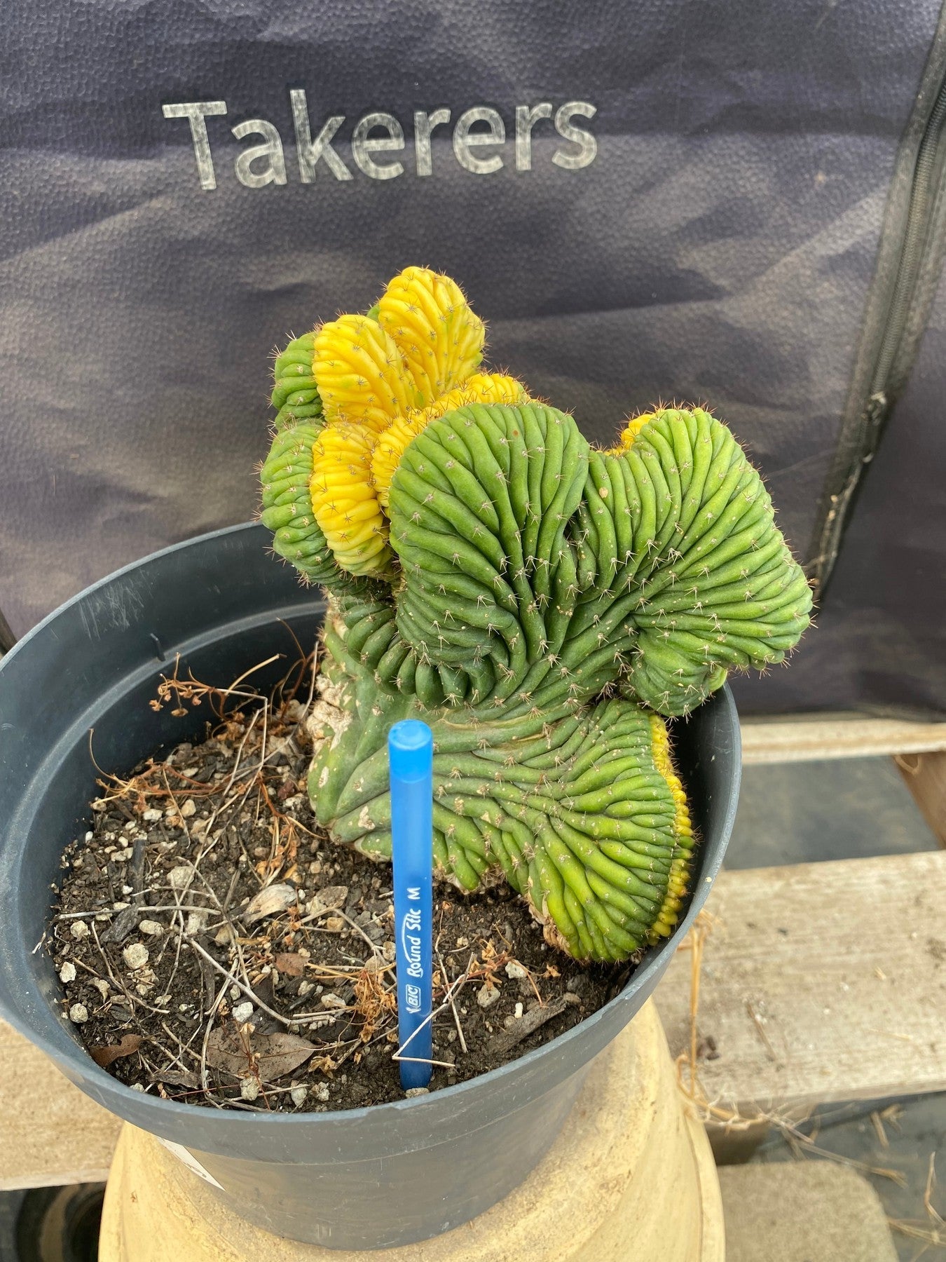 Variegated Crested Trichocereus Pachanoi Cactus #EC131 - Rare Succulent for Home Decor, Office Desk & Zen Garden