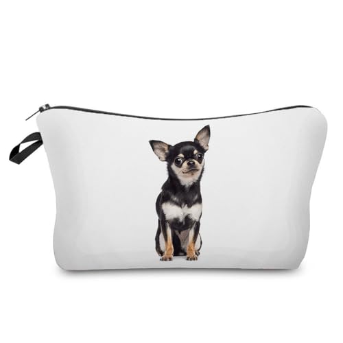 Chihuahua 01