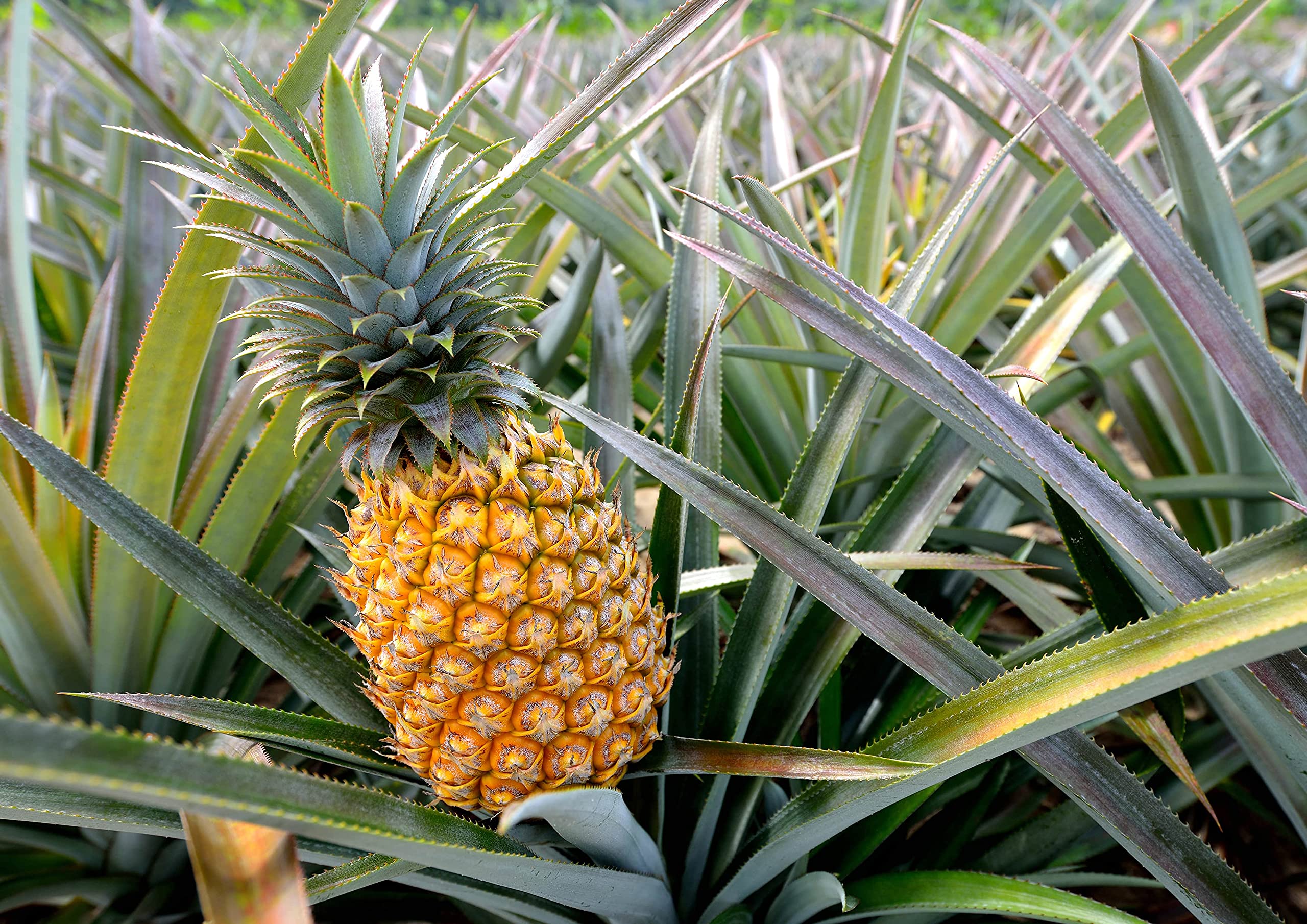 Organic Pineapple Powder 18 lbs - Non-GMO, Vegan, Unsulfured, Bulk Dried Fruit Powder - Perfect for Baking, Juicing, Smoothies & Healthy Snacks