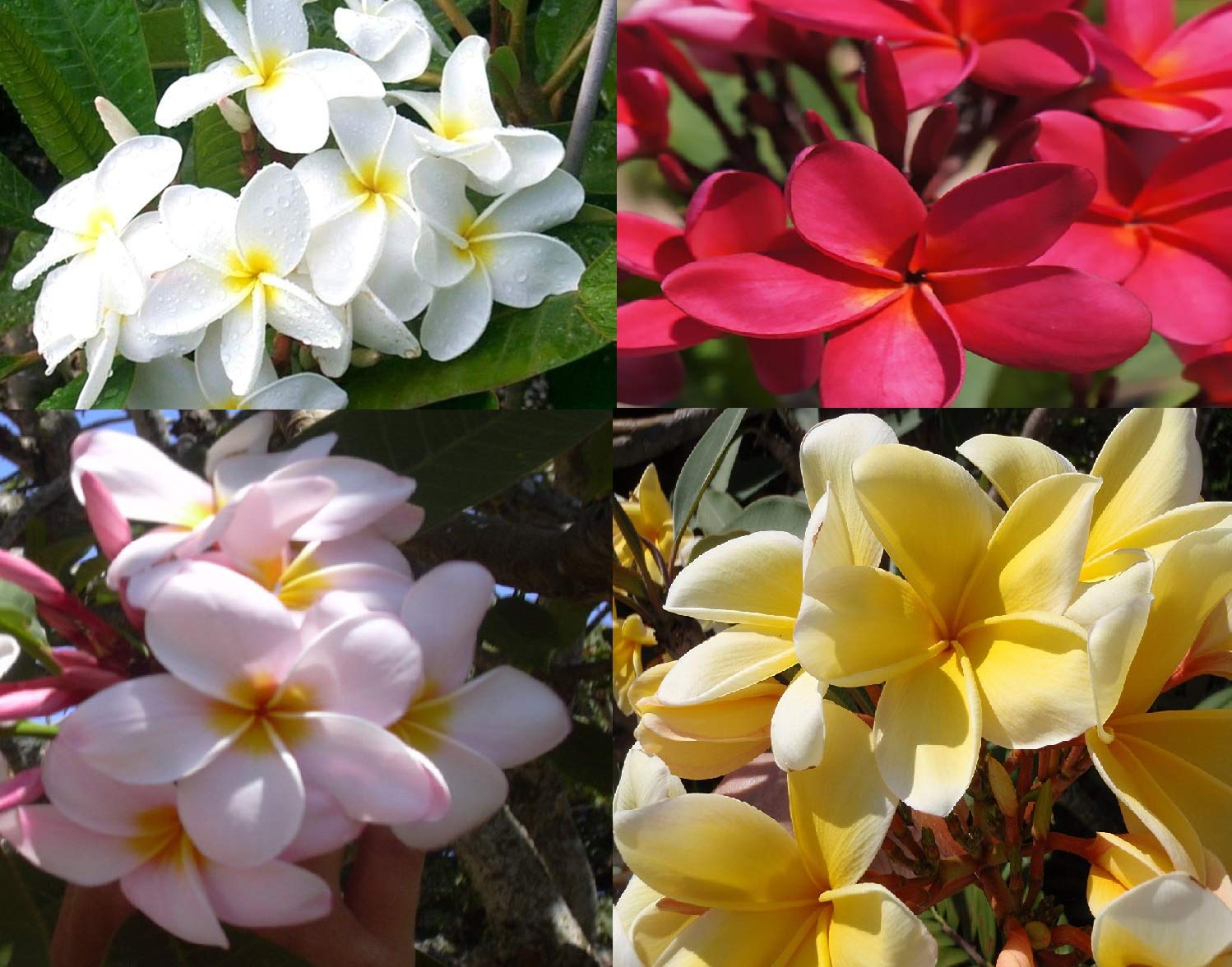 8 Hawaiian Plumeria Cuttings 9