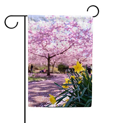 Daffodil Cherry Tree Spring Scenery