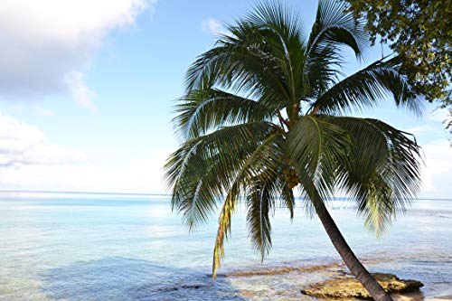 Palm N209