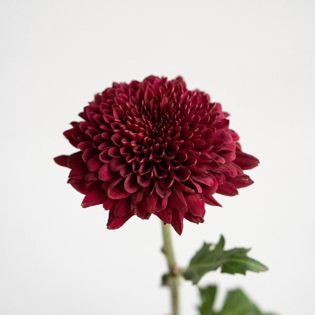 Bolero Red Cremon Flower - Premium Artificial Silk Flowers for Home Decor, Wedding Bouquets, and Event Centerpieces