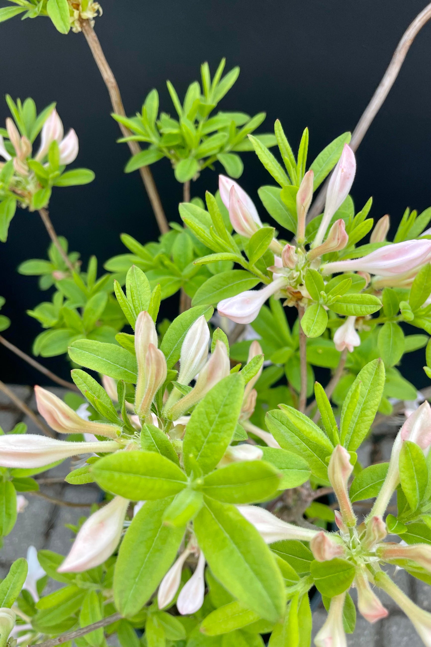 Azalea 'White Lights' #3 - White Flowering Shrub for Landscaping, Gardens & Outdoor Decor | Perfect for Borders, Hedges & Container Planting