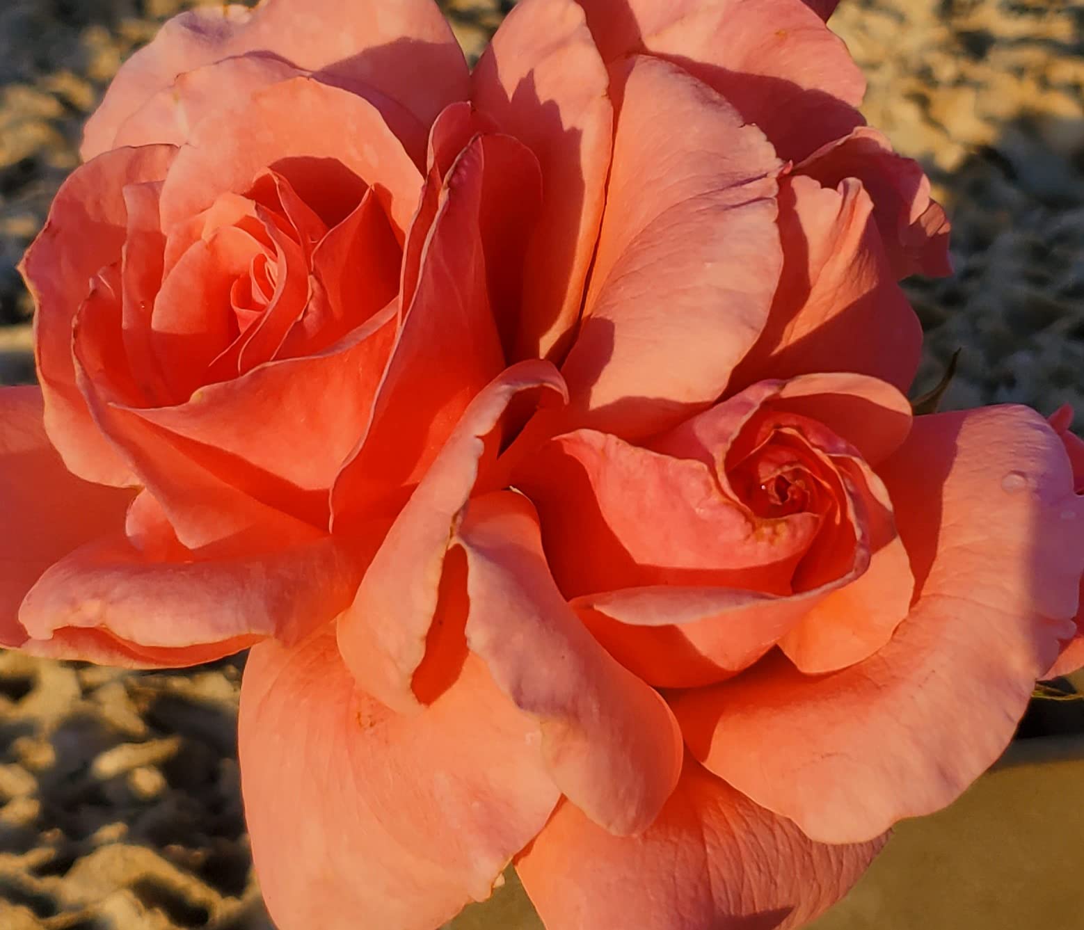 Queen Elizabeth Rose Live Plant - 1 Gallon Ready to Plant | Fragrant English Rose Bush for Gardens, Landscaping & Outdoor Decor