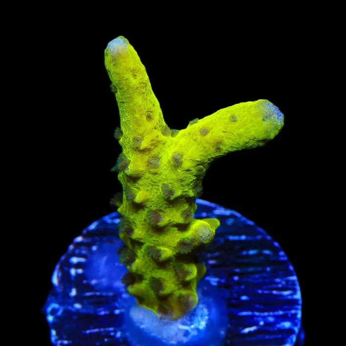 Premium CB The Thing Anacropora Coral for Saltwater Aquariums - Vibrant Live Coral for Reef Tanks & Marine Aquascaping