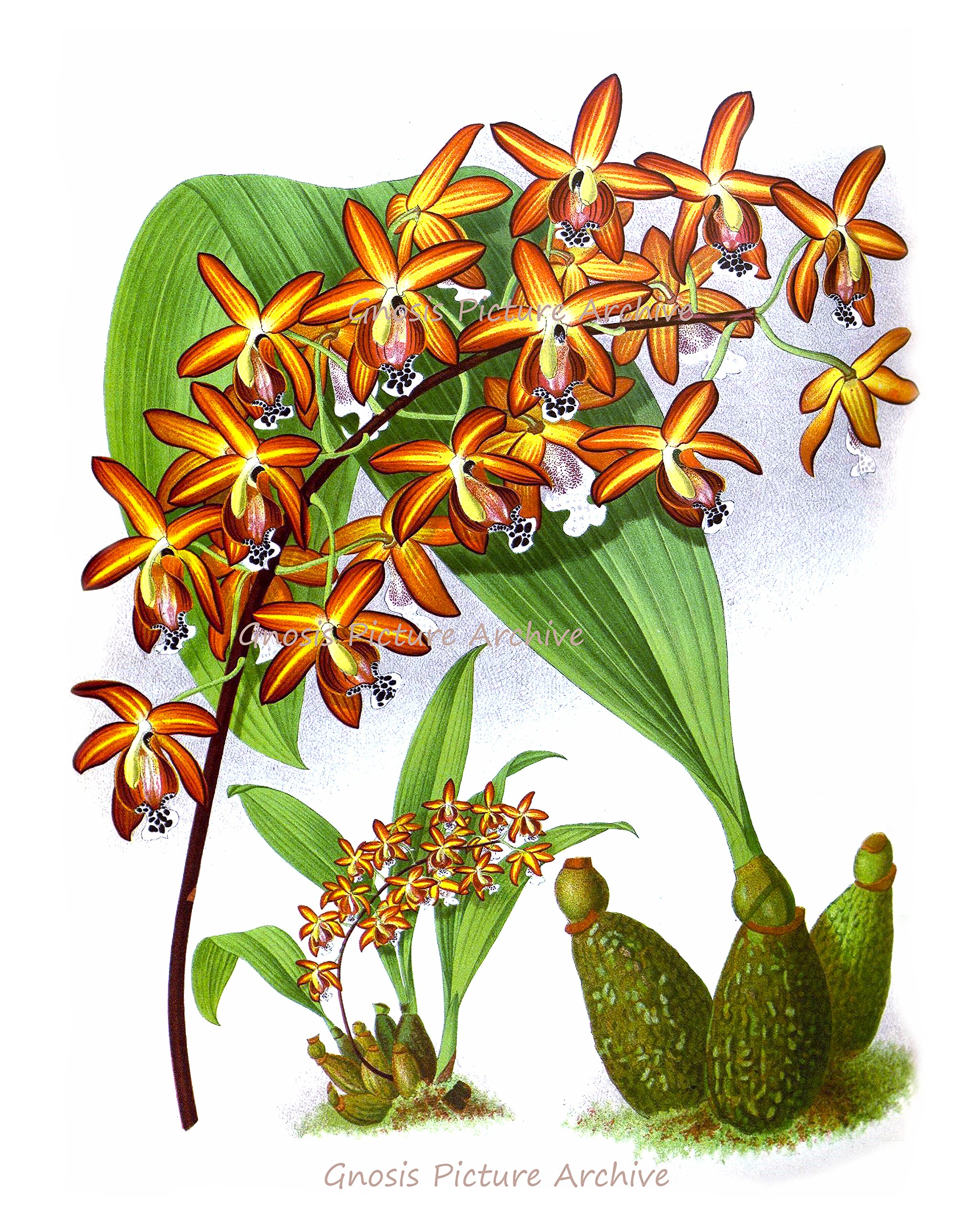 Set of 6 Tropical Orchid Wall Art Prints - Orange & Yellow Unframed Canvas Paintings for Living Room, Bedroom, Office Decor | Vibrant Floral Home Decorations Perfect for Housewarming Gifts & Interior Design