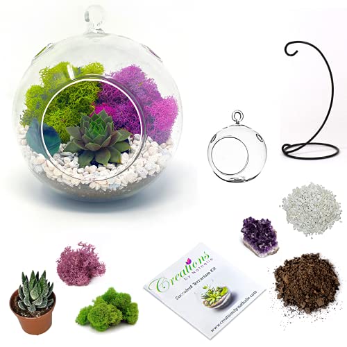 DIY Terrarium Kit for Adults with Live Succulent Plants - 5
