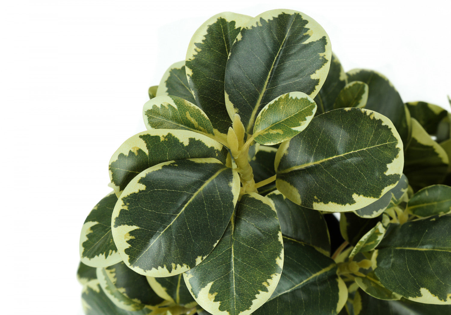 14 Inch Ficus Elastica Rubber Plant with 4 Inch Black Pot - Set of 2 Indoor House Plants for Home Office Decor, Living Room, Bedroom