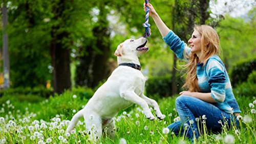 Best Dog Teething Toys for Puppies - 6 Pack Assorted Chew Toys for Small & Medium Dogs - Relieves Teething Pain & Anxiety - Perfect for Training, Playtime & Dental Health