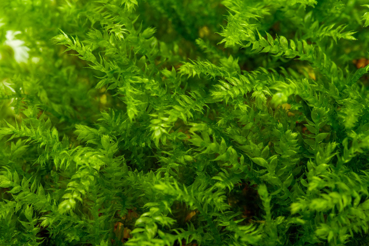 Premium Christmas Moss Tissue Culture Aquatic Plant - Ideal for Aquascaping, Nano Tanks & Shrimp Habitats