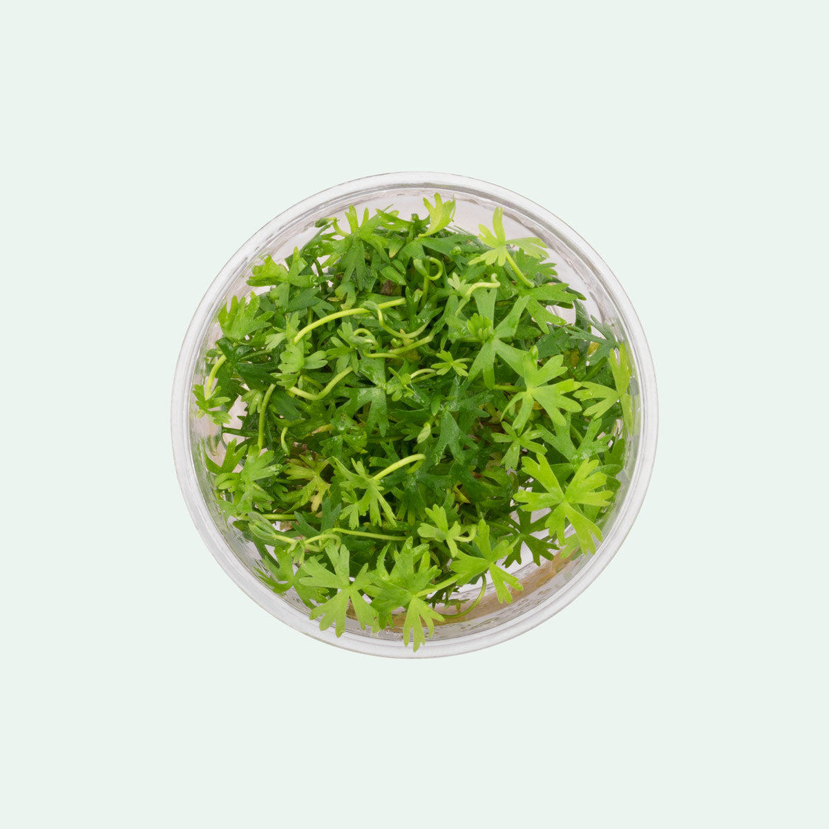 Ranunculus Inundatus Aquatic Plant for Freshwater Aquariums | Live Pond Plant for Fish Tanks, Water Gardens & Aquatic Landscaping