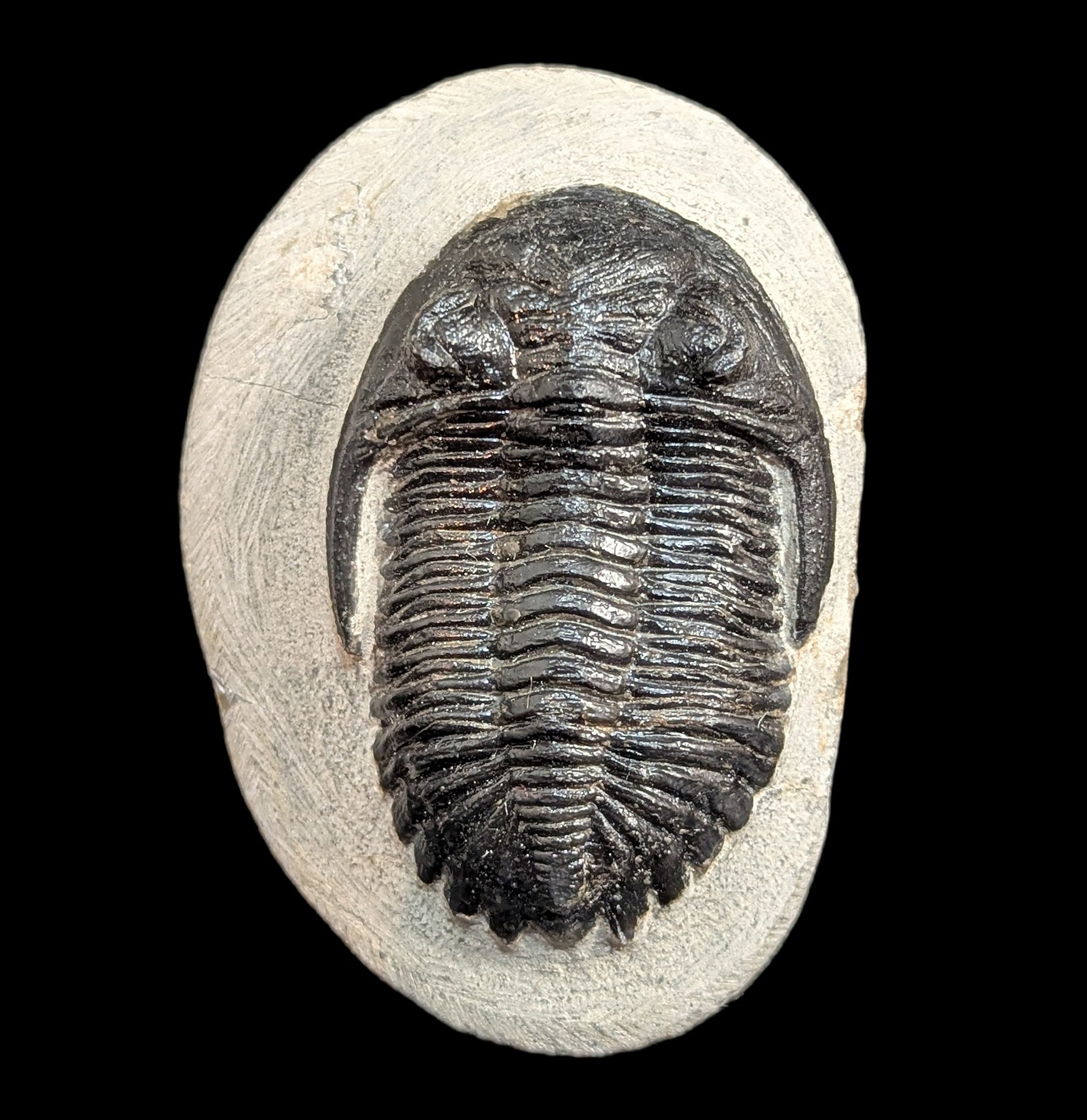 Hollardops Trilobite Fossil in Matrix - Authentic Prehistoric Specimen for Collectors, Paleontology Enthusiasts & Home Decor - Perfect for Display, Education & Gifts