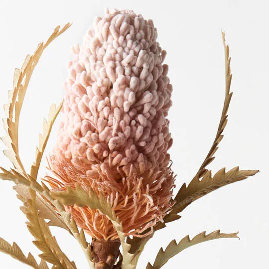 Banksia Acorn in Light Pink - Natural Decorative Pods for Home Decor, Wedding Centerpieces, and DIY Crafts