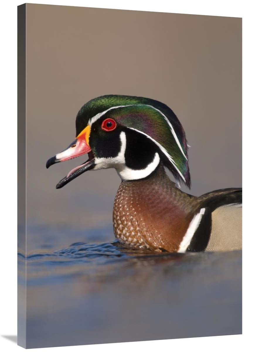 24 x 36 Inch Wood Duck Male Calling Wildlife Art Print - Michigan Lapeer State Game Area by Steve Gettle | Nature Decor, Duck Hunting Lodge Wall Art, Waterfowl Enthusiast Gift