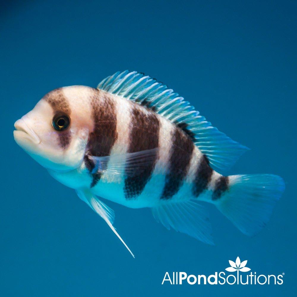 Premium Frontosa Cichlid (Cyphotilapia frontosa) - Live African Cichlid Fish for Aquarium & Fish Tank Enthusiasts | Perfect for Large Home Aquariums & Aquatic Displays