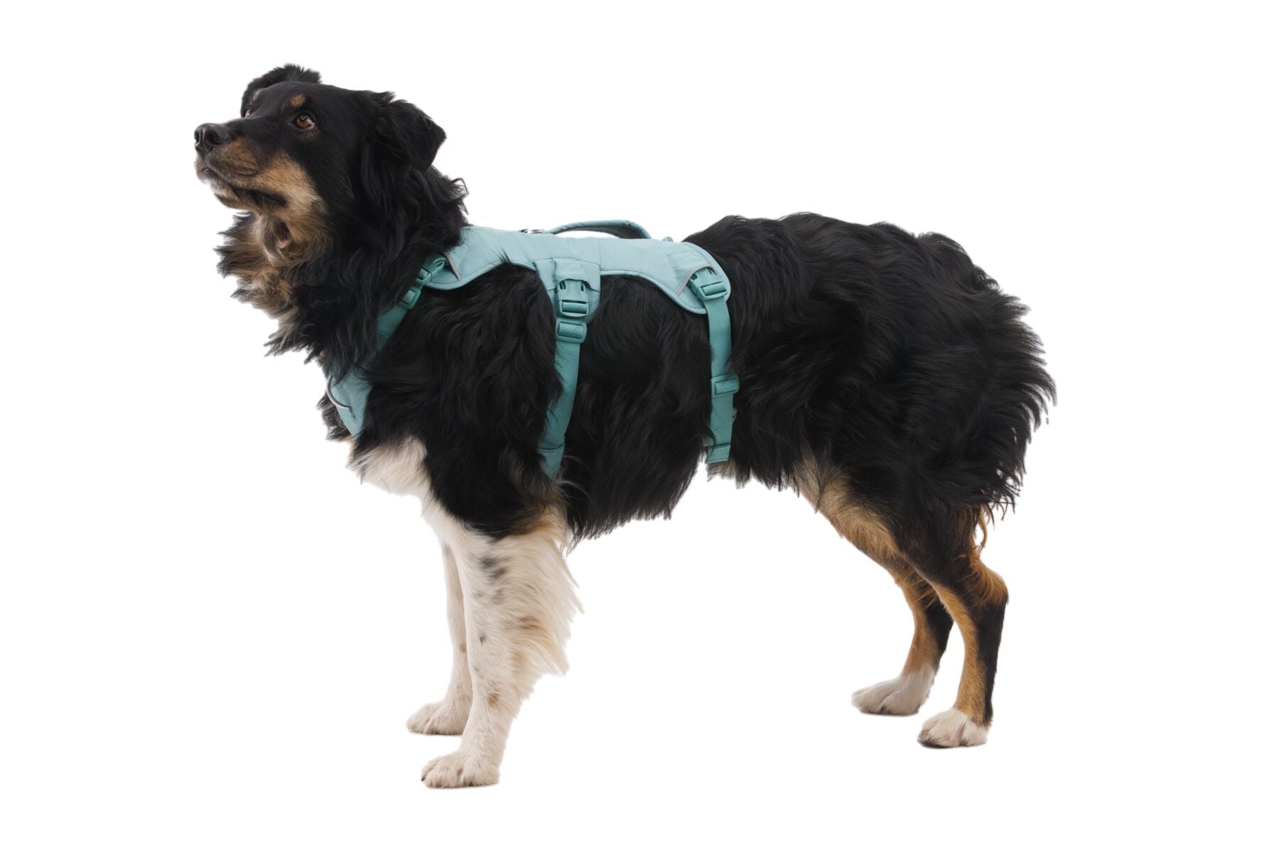 Ruffwear® Web Master™ Multi-Use Harness with Handle & Anti-Pull System - Red Canyon | Perfect for Hiking, Running & Outdoor Adventures with Your Dog