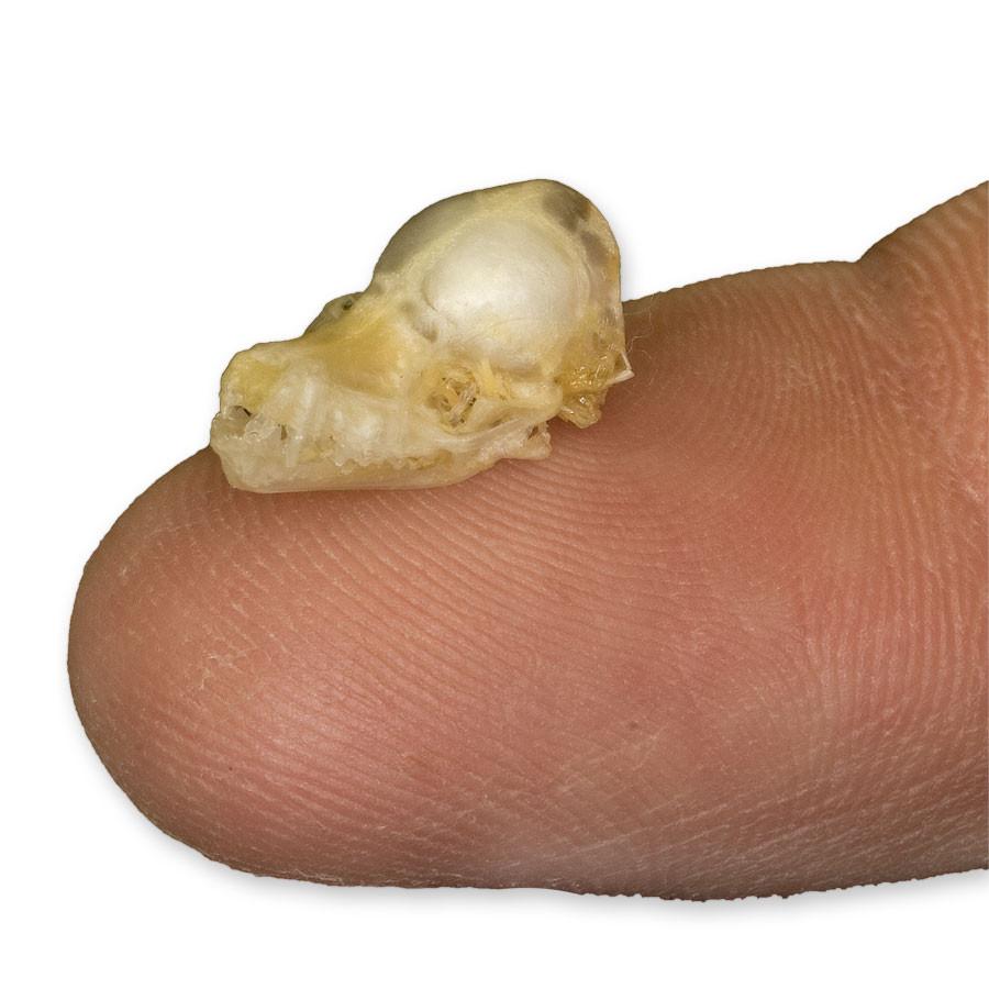 Authentic Javan Pipistrelle Bat Skull Specimen - Rare Collectible for Science Enthusiasts & Gothic Decor - Perfect for Halloween, Oddity Cabinets & Biology Studies
