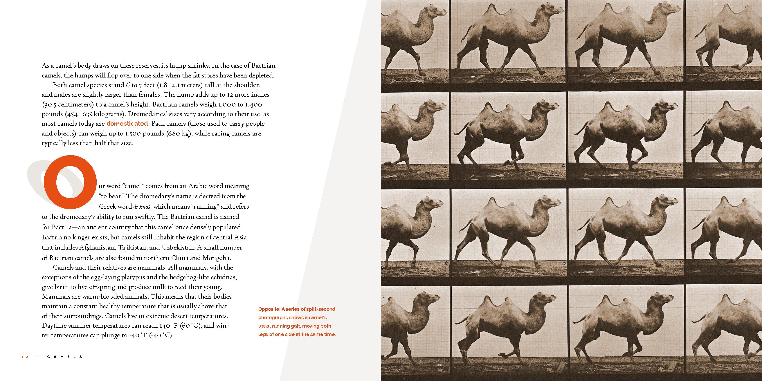 Camels - 9781640265967 | Desert Animal Book for Kids | Educational Wildlife Reading for Classroom & Home Learning