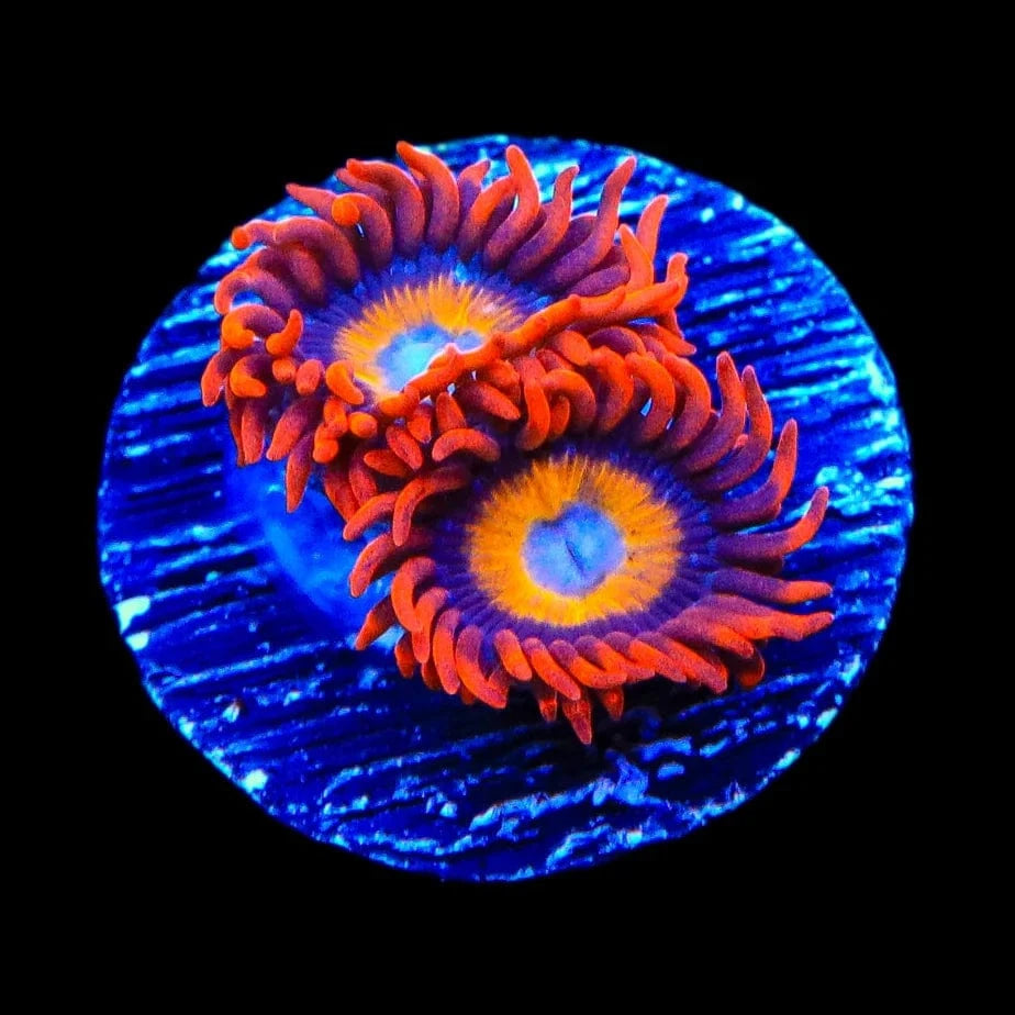 Premium Blue Eyed Blondie Zoanthids Coral for Saltwater Aquariums - Vibrant Reef Tank Decor & Marine Life Enhancement