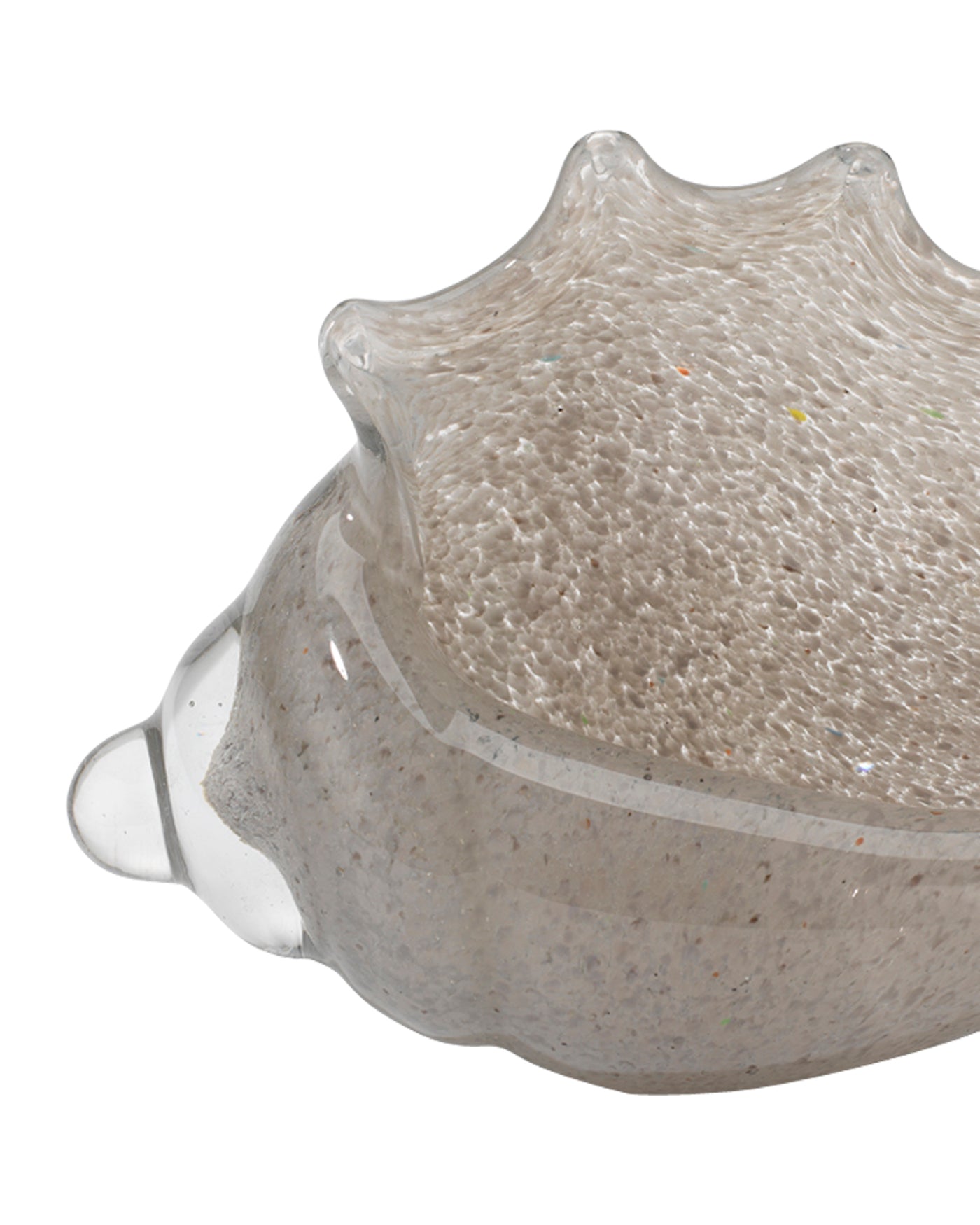 Premium Triton Shell in Grey - Natural Seashell Decor for Beach Themed Parties, Coastal Home Decor, and Aquarium Accents