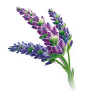 Premium Lavender Essential Oil for Aromatherapy, Relaxation & Stress Relief – Perfect for Diffusers, Massage & Home Fragrance