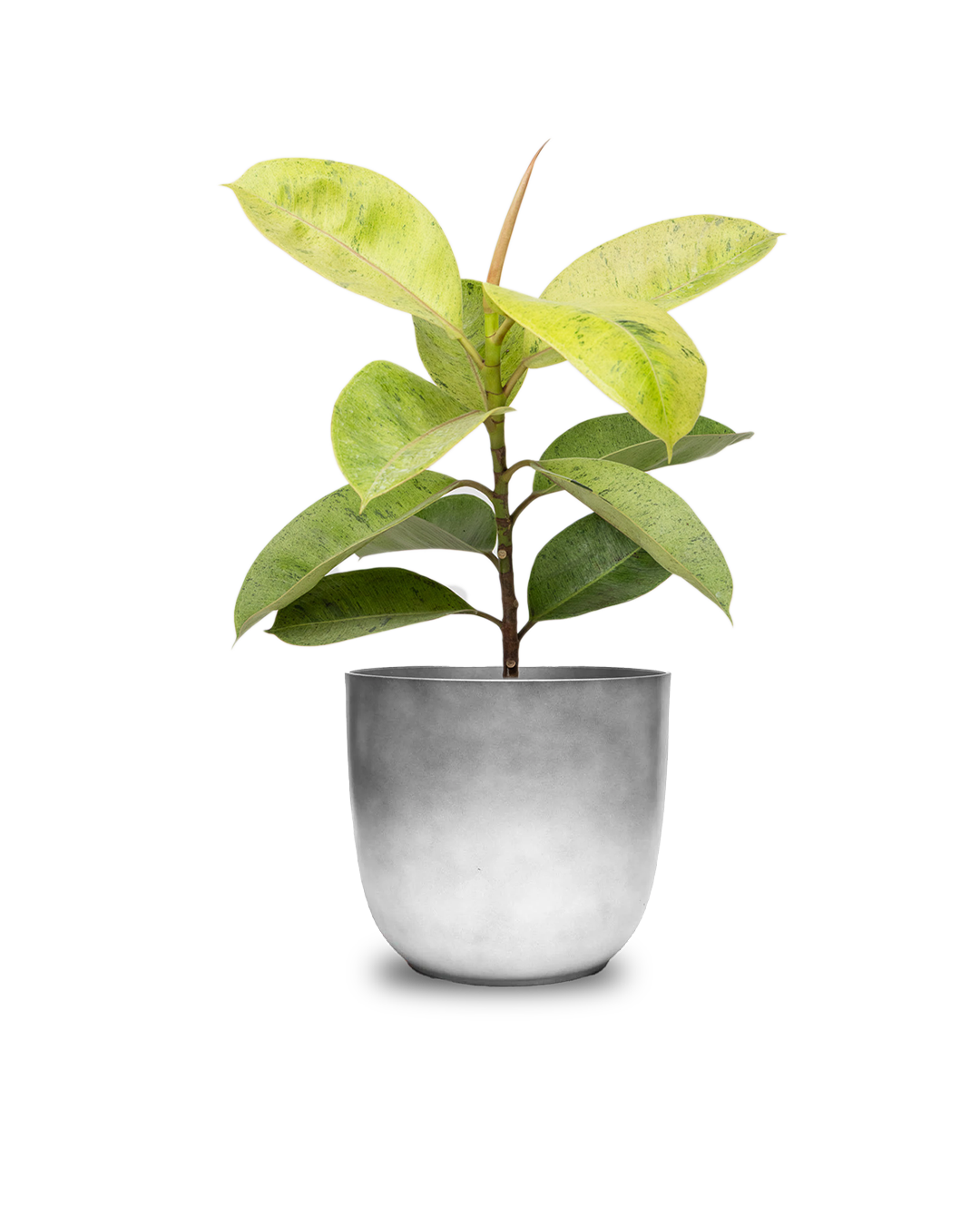 Ficus Shiveriana Moonshine - 8 Inch Potted Indoor Plant for Home & Office Decor | Perfect for Living Rooms, Bedrooms & Workspaces