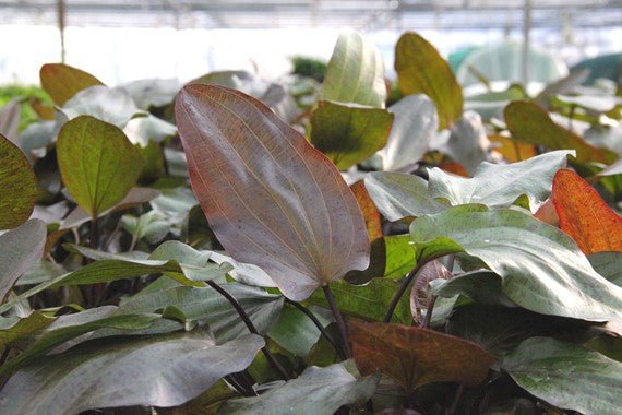 Dennerle Echinodorus Ocelot XXL - Live Aquarium Plant for Freshwater Fish Tanks | Perfect for Aquascaping & Tropical Fish Habitats