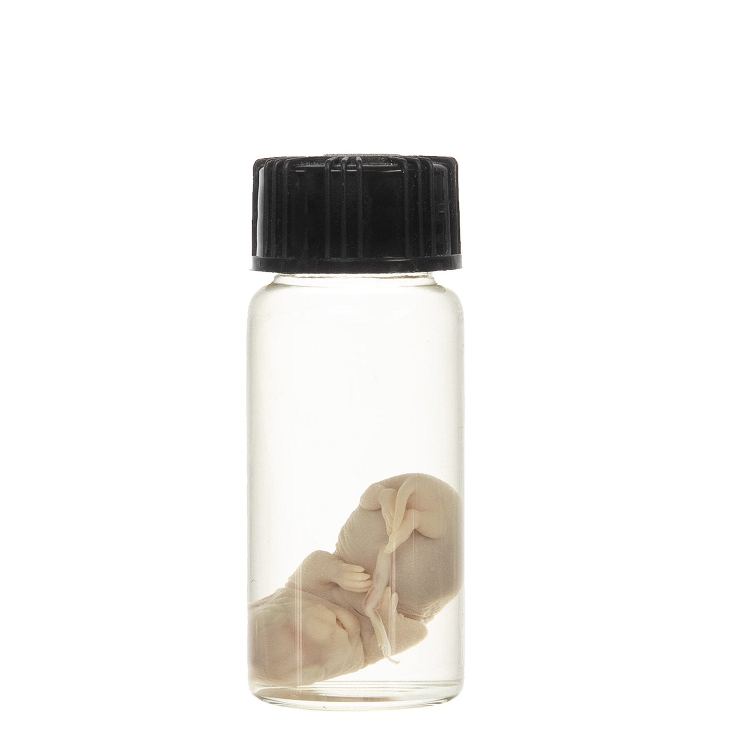 Real Squirrel Wet Specimen - Fetal (Single) - Perfect for Biology Study, Taxidermy Collection & Science Classroom Display