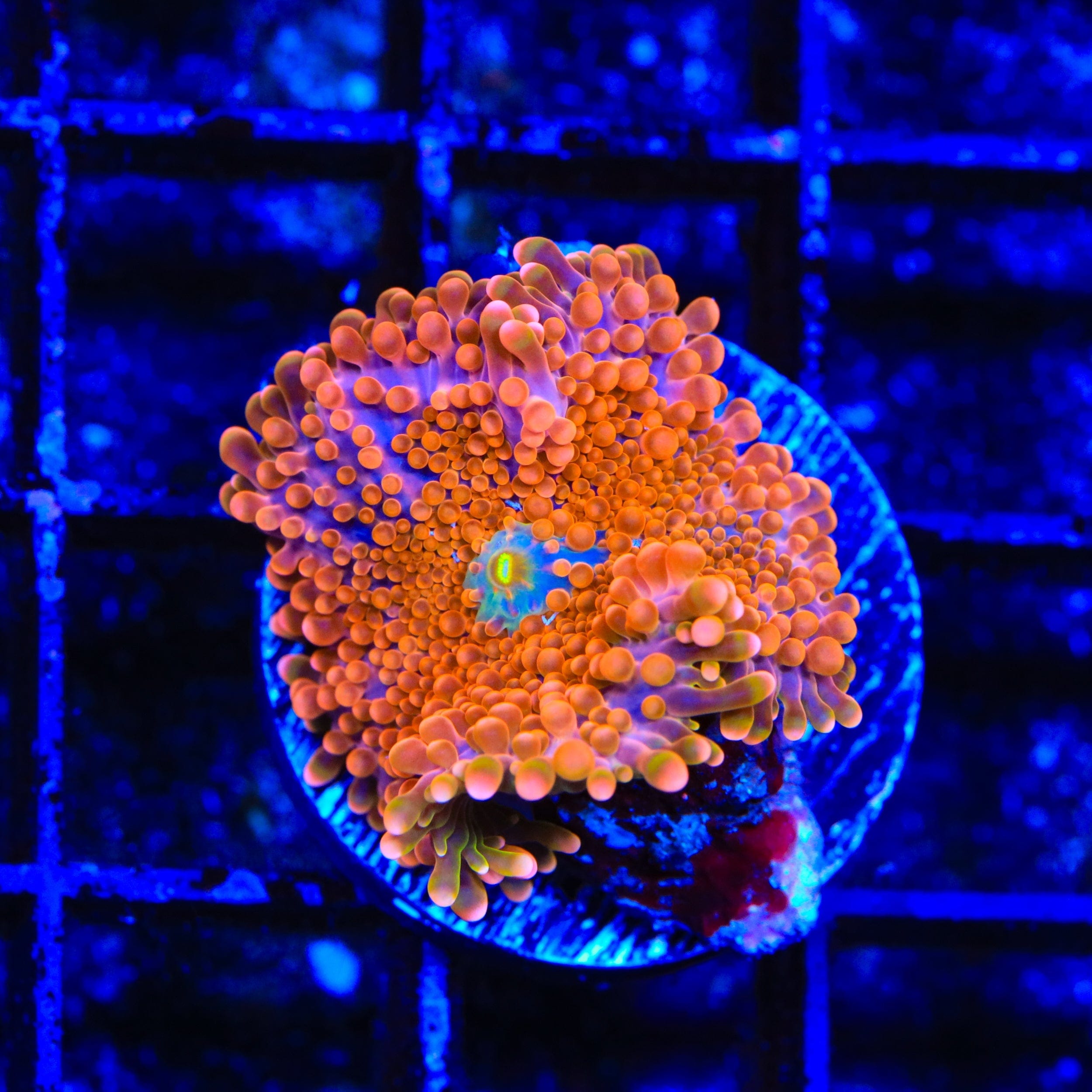 Fire in the Sky Yuma Coral - Premium Live Saltwater Coral for Reef Aquariums | Vibrant Orange & Pink Colors | Perfect for Nano Tanks & Coral Frag Racks