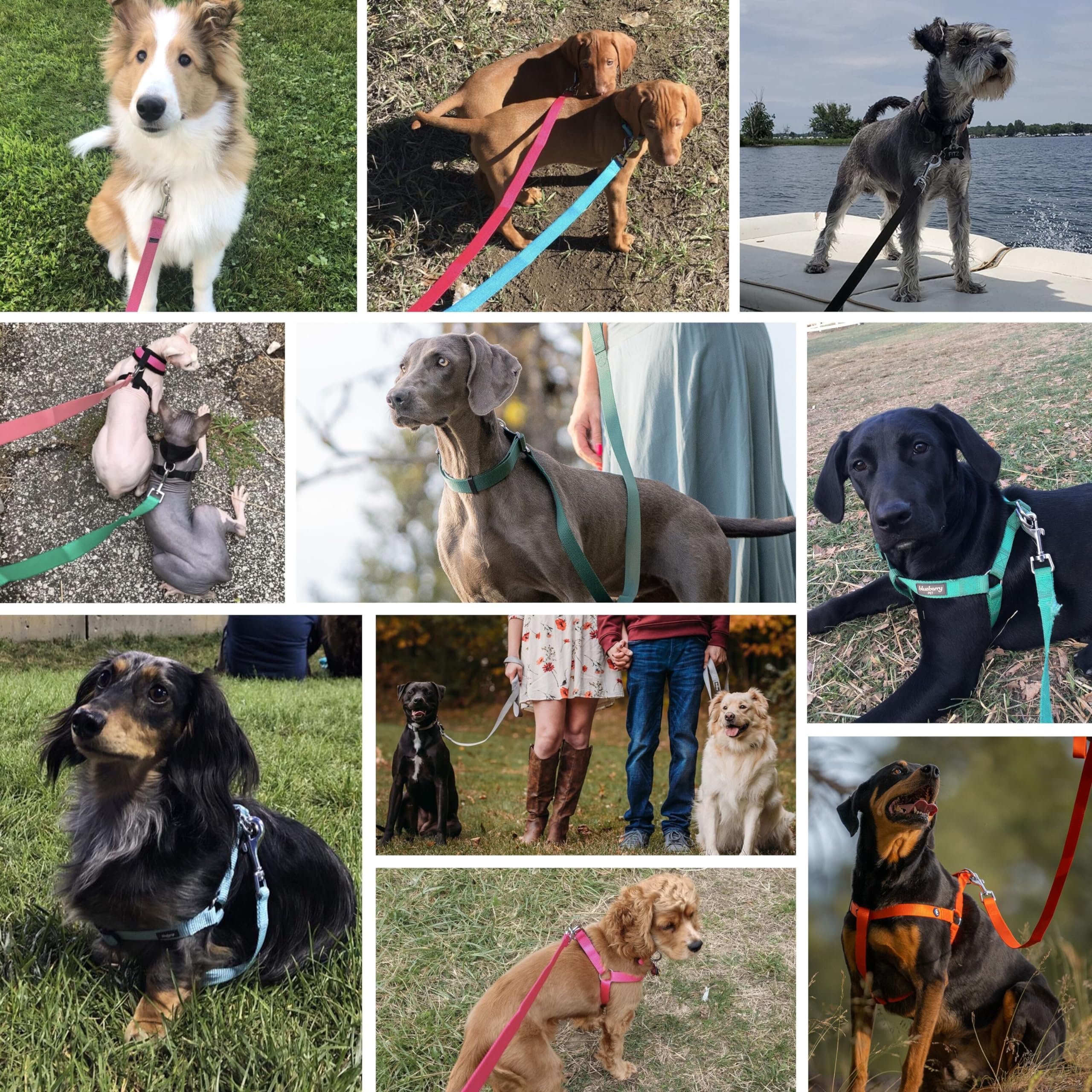 Durable Nylon Dog Leash for Small Dogs | 5ft x 3/8