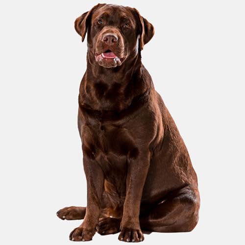 Large Dog Toys