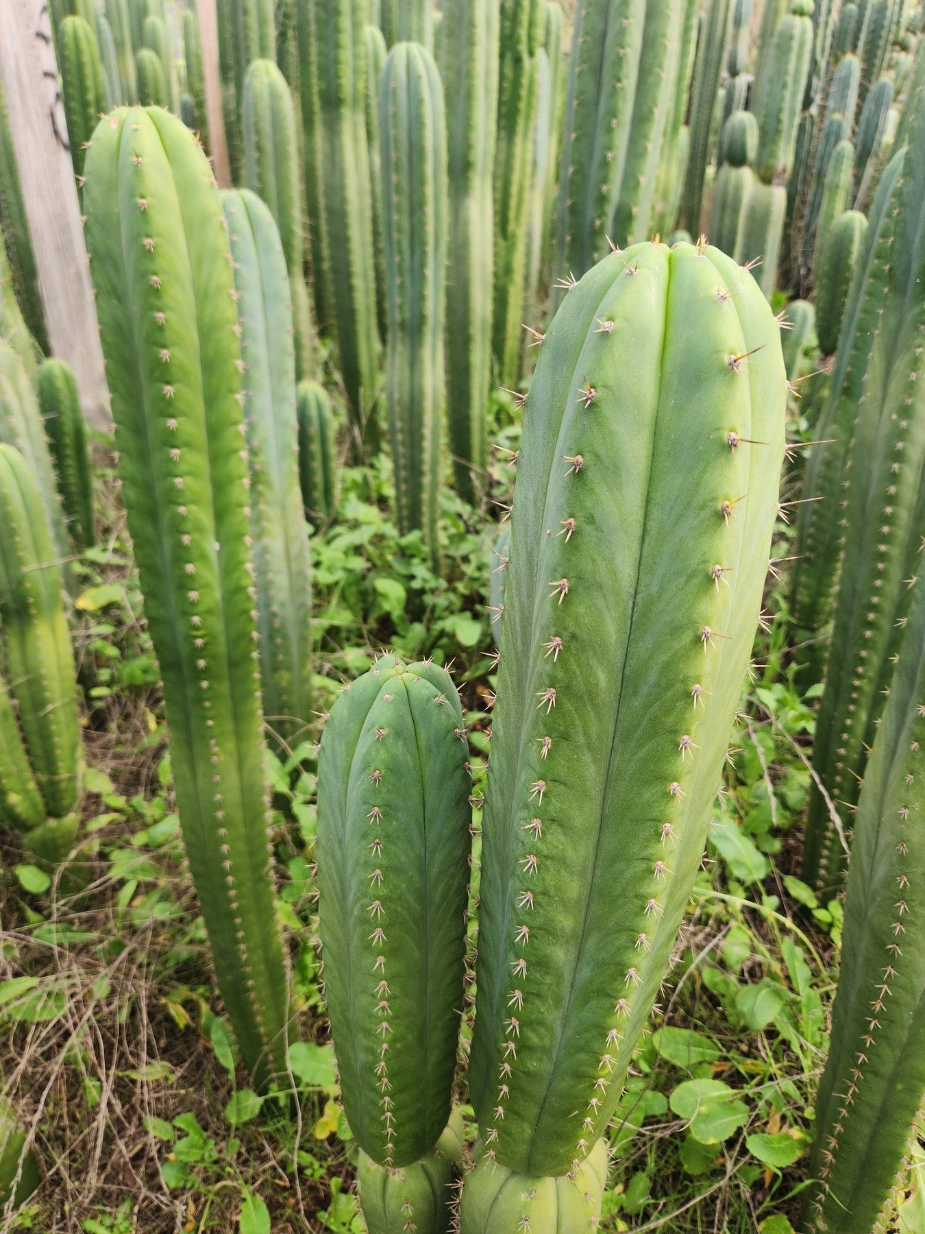 Justus' Trichocereus NOID Cactus Cuttings Collection - EC130 | Rare Cactus Plants for Home Garden, Terrarium & Desert Landscaping