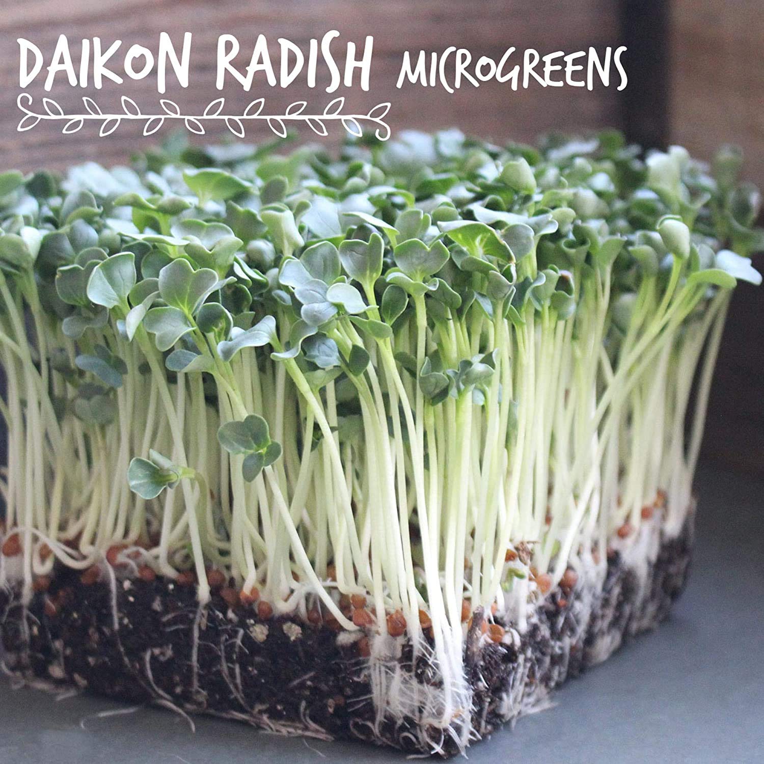 Organic Radish Sprouting Seeds - 4 Oz Non-GMO Heirloom Seeds for Microgreens, Hydroponics, Gardening, Cooking & Food Storage - Perfect for Salads, Sandwiches, Soups & Healthy Eating