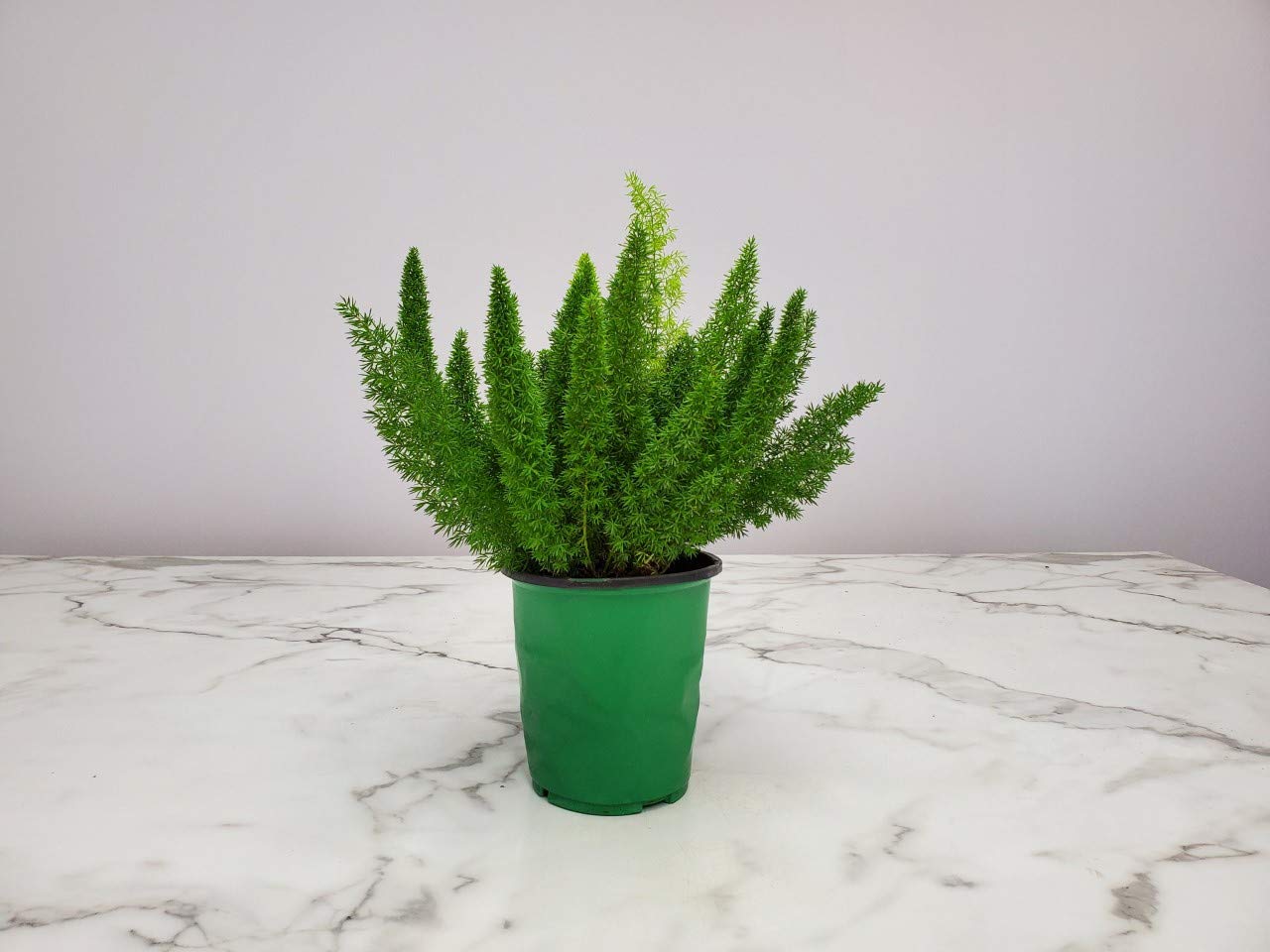 Foxtail Fern Live Plant - Asparagus Meyeri - Tropical Foliage Indoor Outdoor - Large 1 Gallon Potted Plant (12-14 Inch Height) - Perfect for Home Decor, Office Plants, Landscaping & Garden Centerpieces