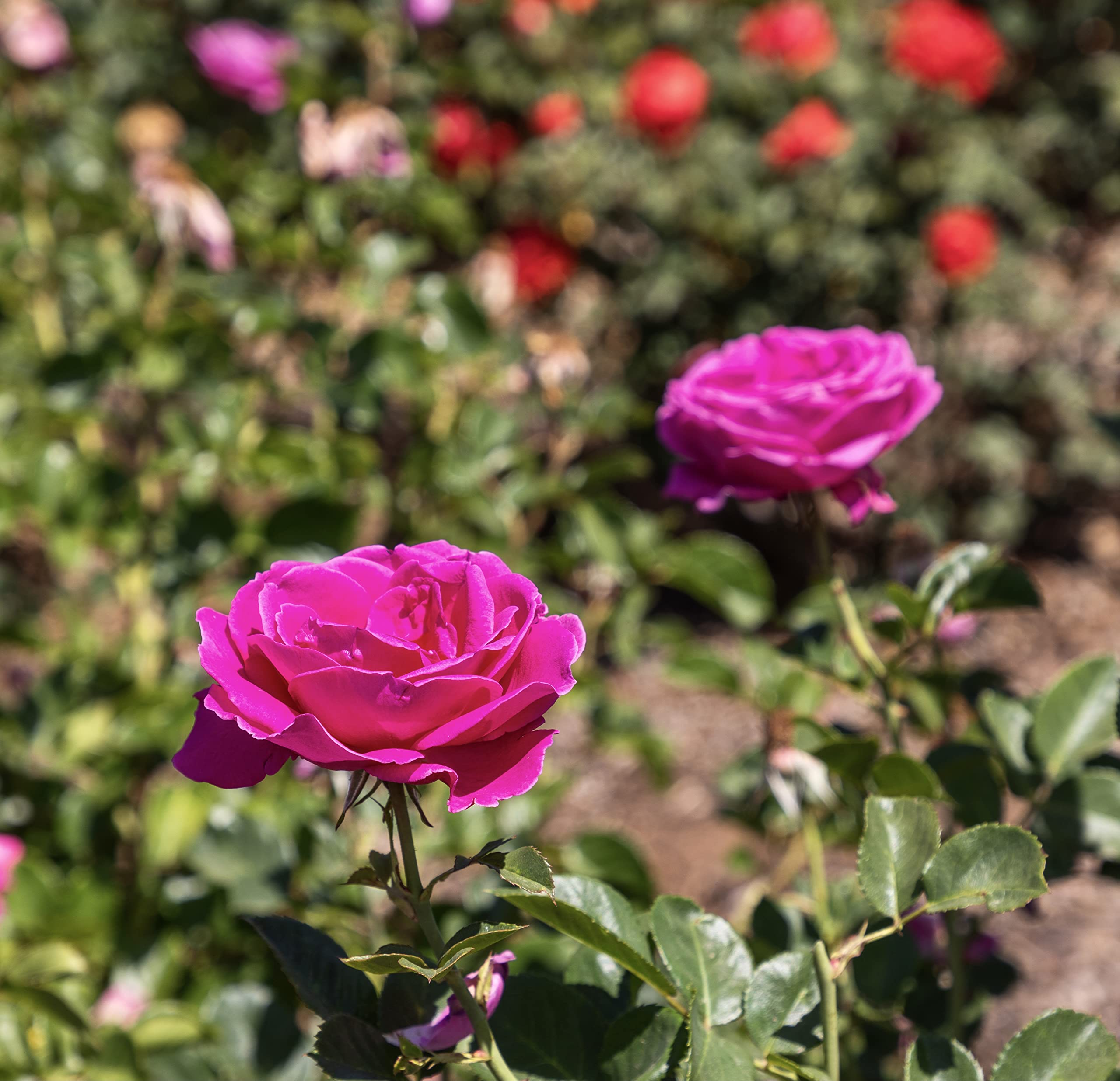 Fresh Pink Rose Bush Plants for Delivery - Live Indoor & Outdoor Potted Roses, Perfect Plant Lover Gifts & Home Decor | Ideal for Valentine's Day, Weddings, Anniversaries & Housewarming