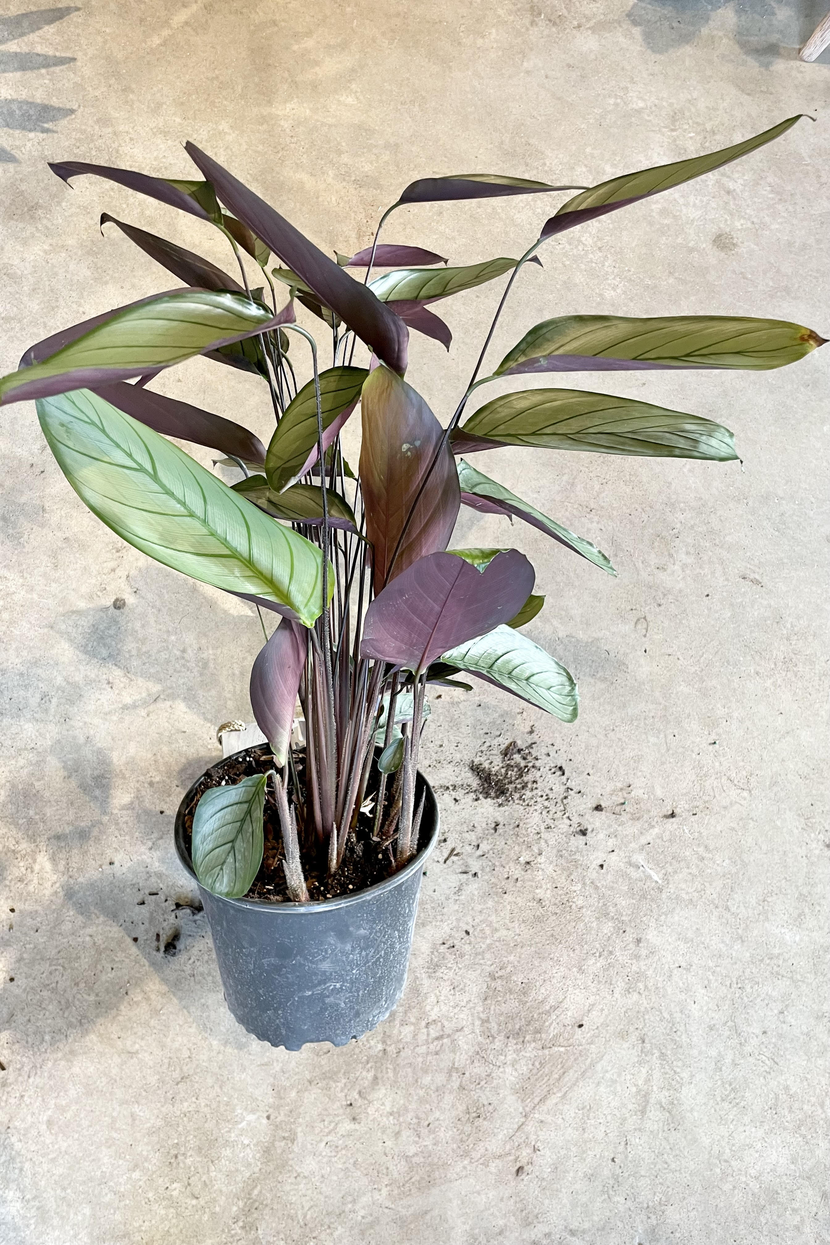 Ctenanthe setosa 'Silver Star' - 10