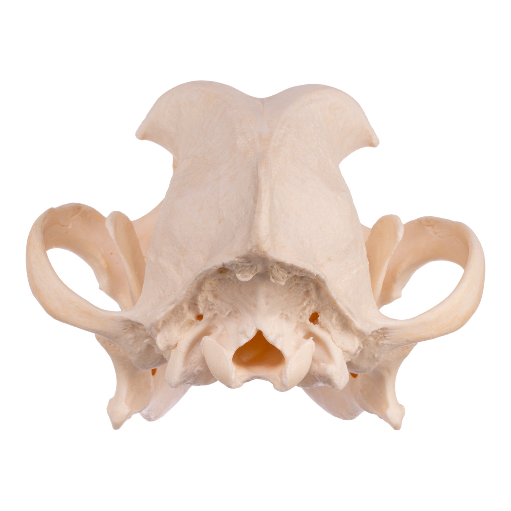 Authentic Boxer Dog Skull - Real Domestic Canine Specimen for Veterinary Study, Taxidermy & Halloween Decor