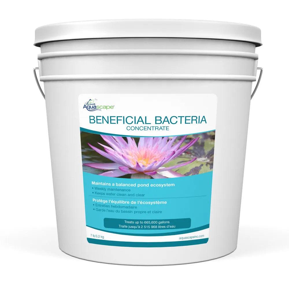 Premium Beneficial Bacteria Concentrate for Aquariums & Ponds - Supports Water Clarity & Fish Health - Ideal for Freshwater & Saltwater Tanks