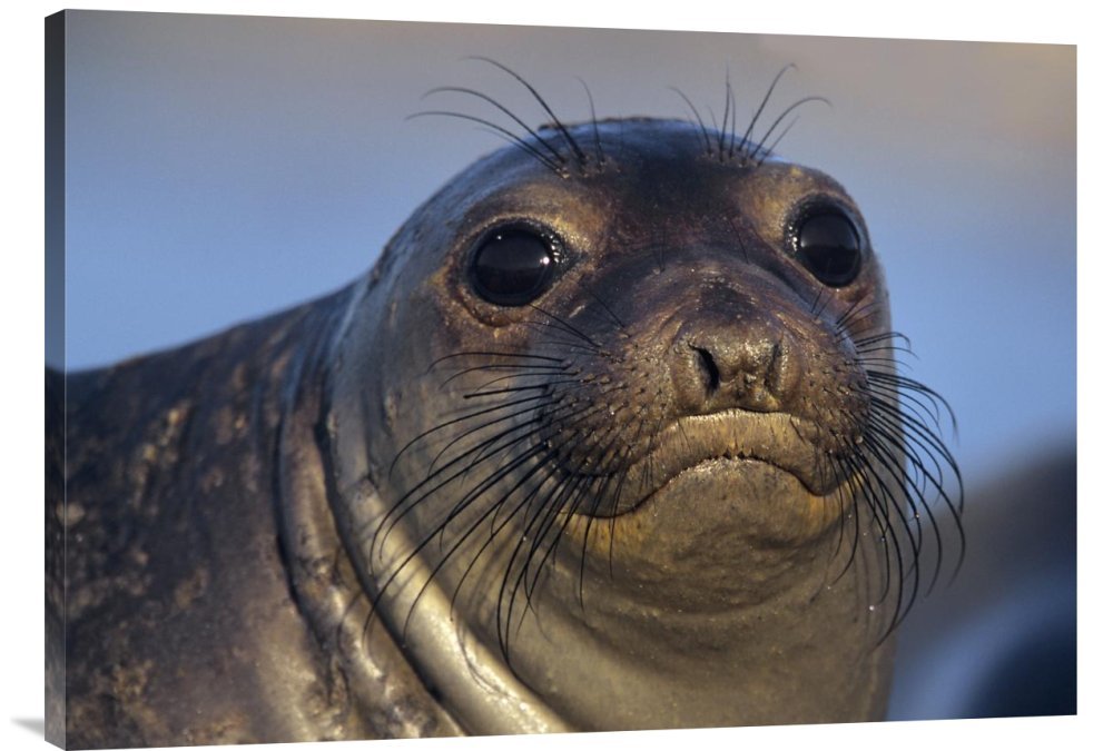 Tim Fitzharris Northern Elephant Seal Pup Canvas Wall Art Print - North America Wildlife Gallery Wrap Giclee - Home & Office Decor, Living Room, Bedroom Wall Art