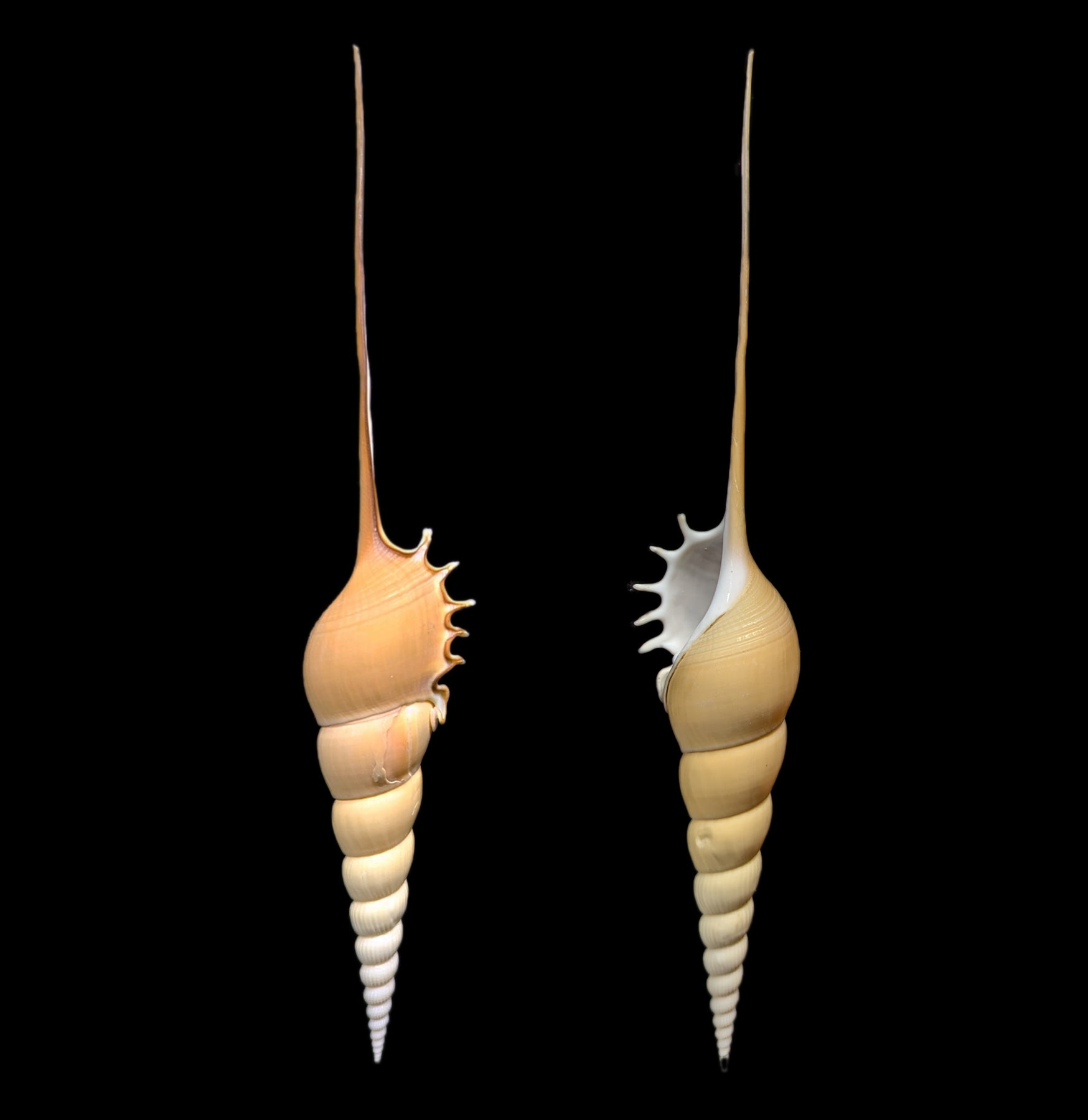 Tibia Fusus Shell - Natural Seashell for Beach Decor, Crafts, and Marine Collections | Perfect for Home Décor, DIY Projects, and Aquarium Displays