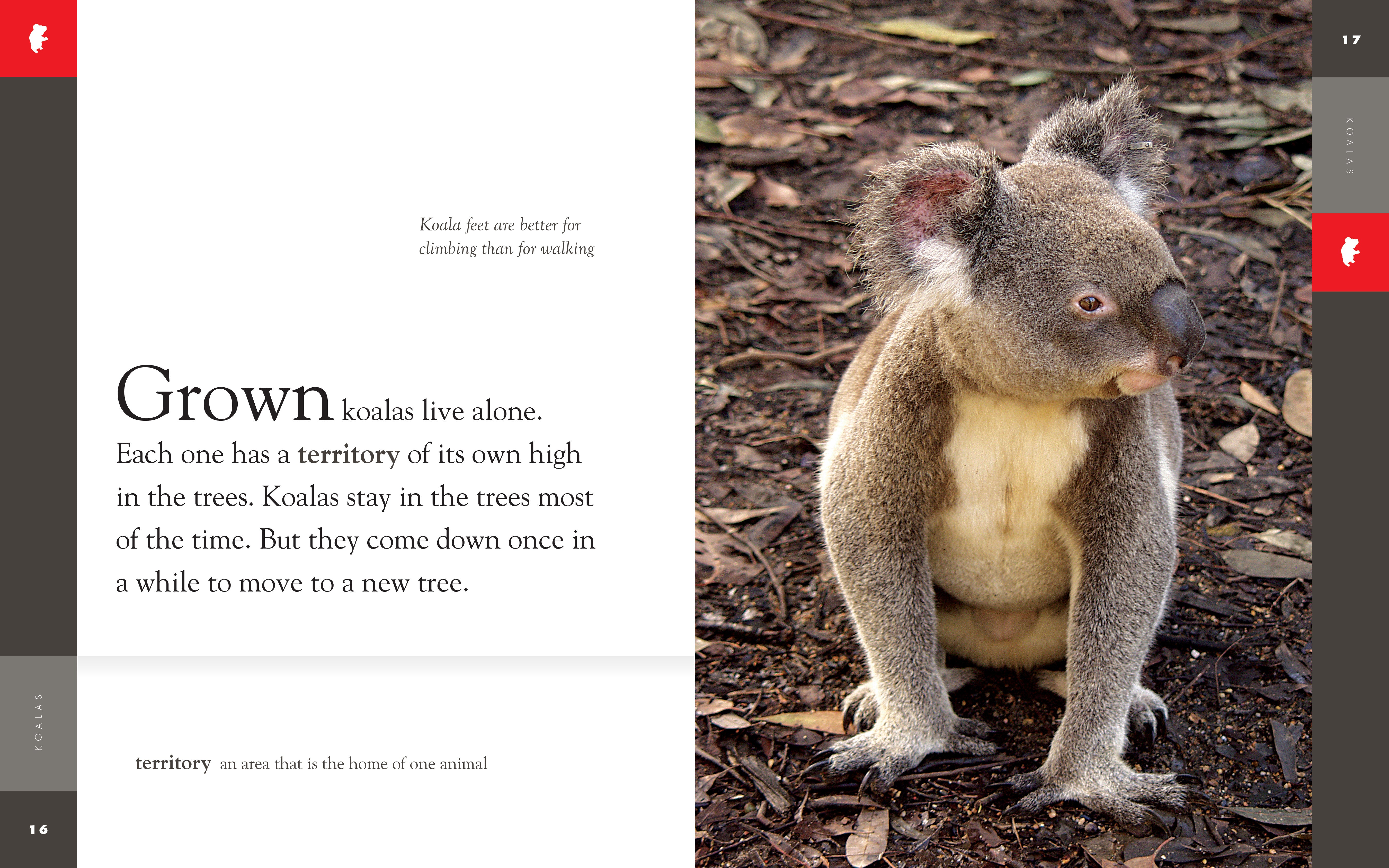 Amazing Animals (2014) - Koalas Documentary | Wildlife Nature Film | Perfect for Animal Lovers & Educational Screenings