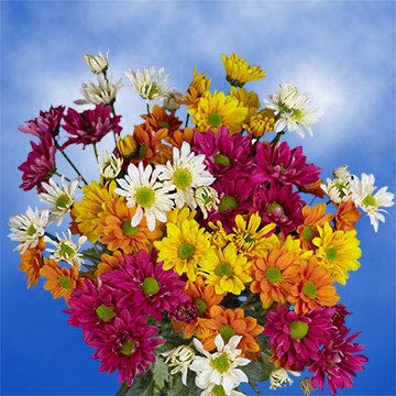 36 Assorted Fresh Cut Chrysanthemums & Daisies Bouquet - Premium Long Lasting Flowers for Birthday Gifts, Wedding Decorations, Anniversary Celebrations & Home Floral Arrangements