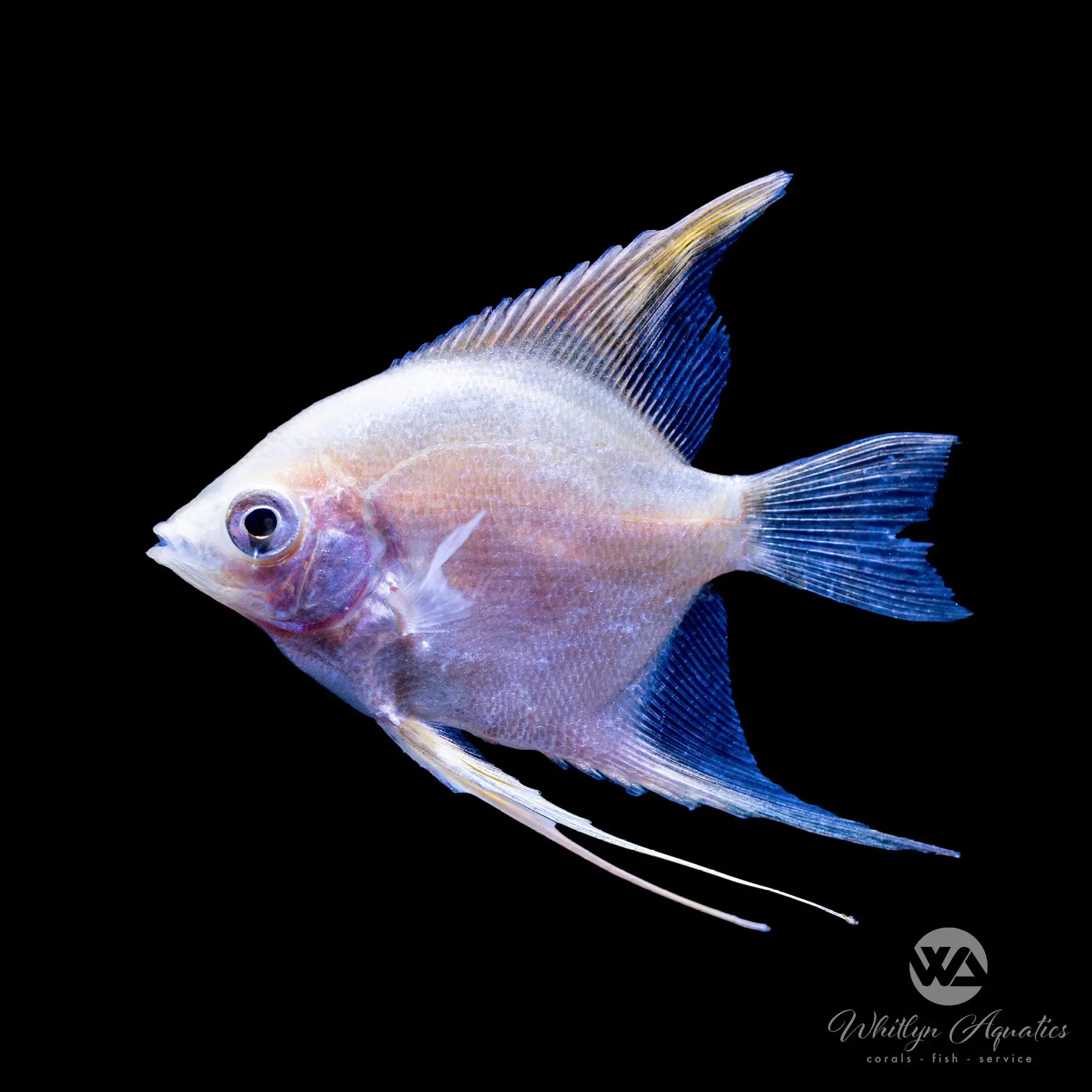 Premium Platinum Angel Fish (Pterophyllum Scalare) - Live Tropical Freshwater Aquarium Fish for Home & Office Aquascaping