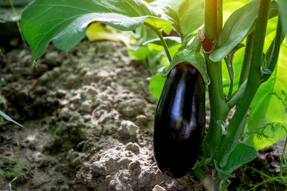 Organic Black Beauty Eggplant Seeds for Planting - 100+ Heirloom Non-GMO Solanum Melongena Seeds by Isla's Garden | Perfect for Home Gardening, Vegetable Patches & Sustainable Farming | Great Gift for Gardeners