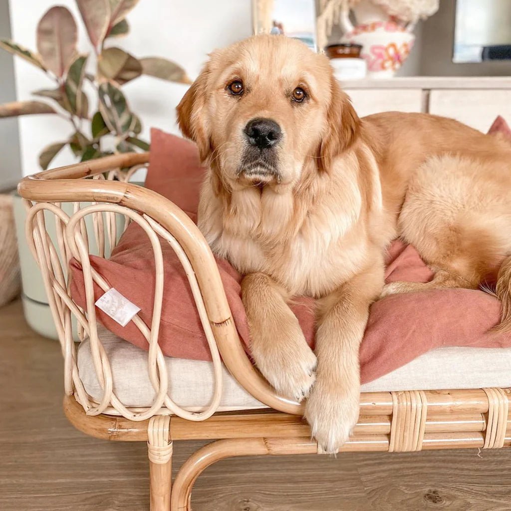 Premium Molly Rattan Dog Bed - Durable & Stylish Pet Bed for Small & Medium Dogs - Perfect for Indoor & Outdoor Use - Available in 2 Sizes