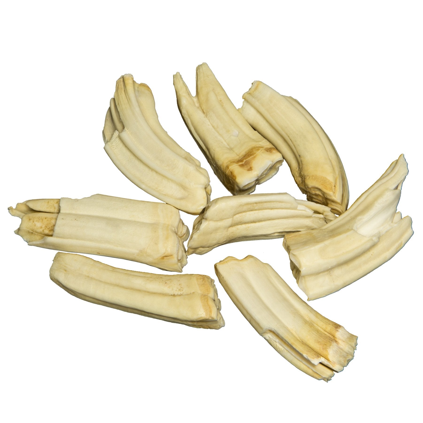 Authentic Horse Molar Tooth - Genuine Single Specimen for Collectors, Education & Veterinary Study - Perfect for Science Classrooms, Fossil Displays & Taxidermy Projects