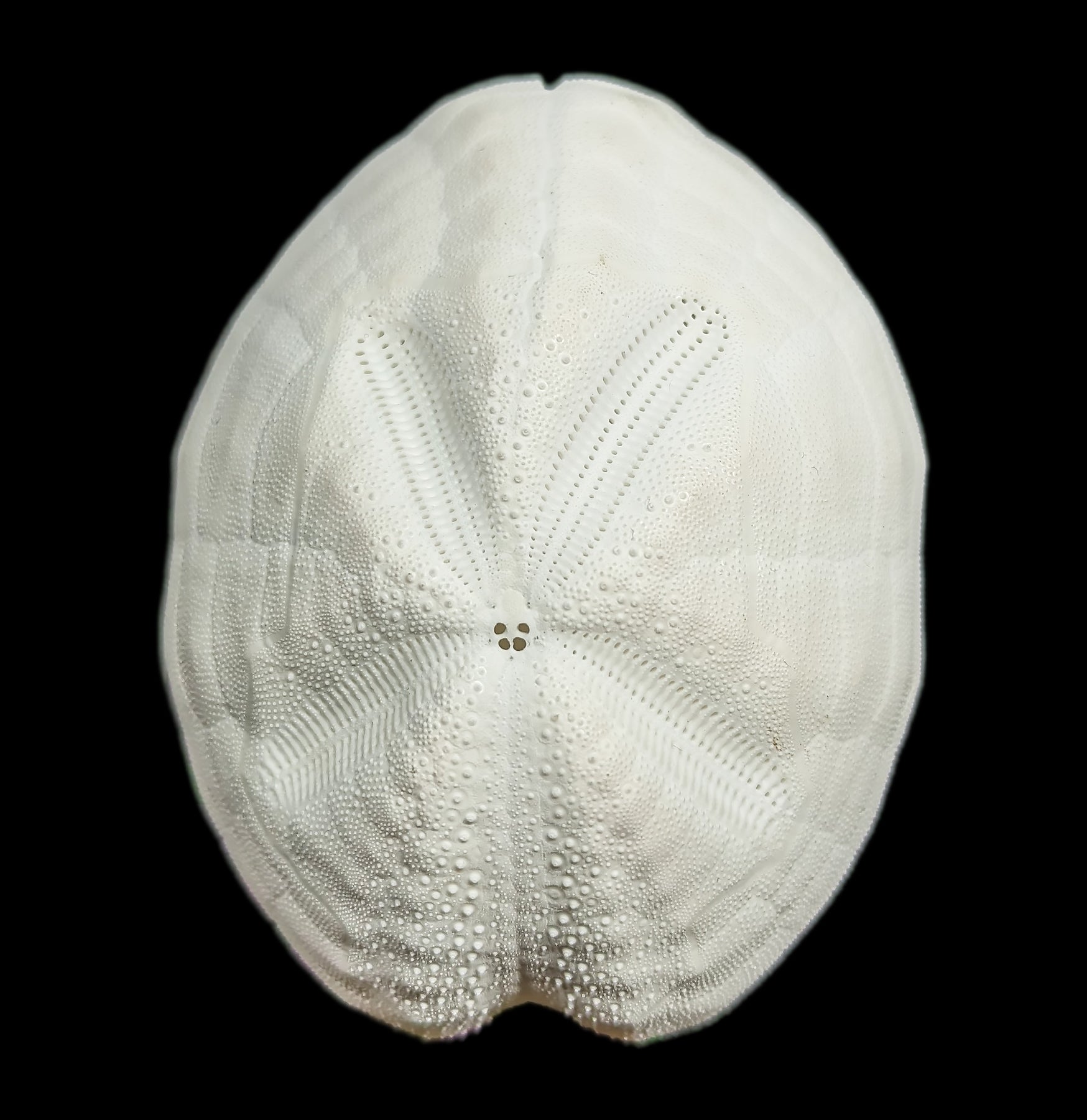 White Sea Gopher Urchin - Natural Marine Decor for Aquariums & Beach Themed Home Decor | Perfect for Coastal Living, Ocean Lovers & Unique Gift Ideas