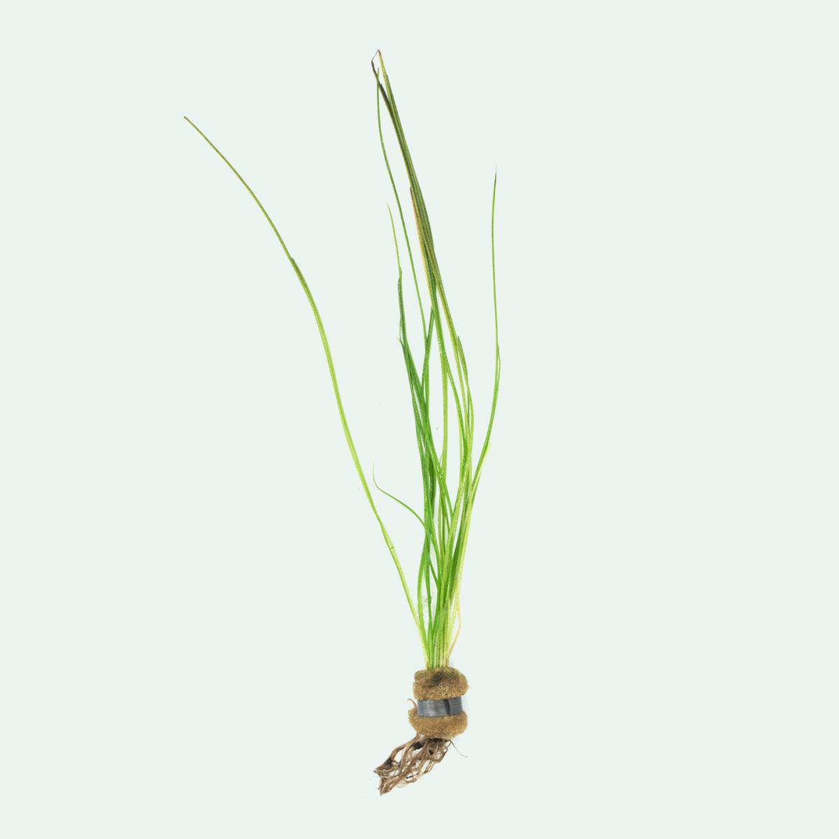 Isoetes Japonica Aquatic Plant - Freshwater Live Aquarium Plant for Fish Tanks, Ponds & Terrariums | Perfect for Aquascaping & Water Gardens